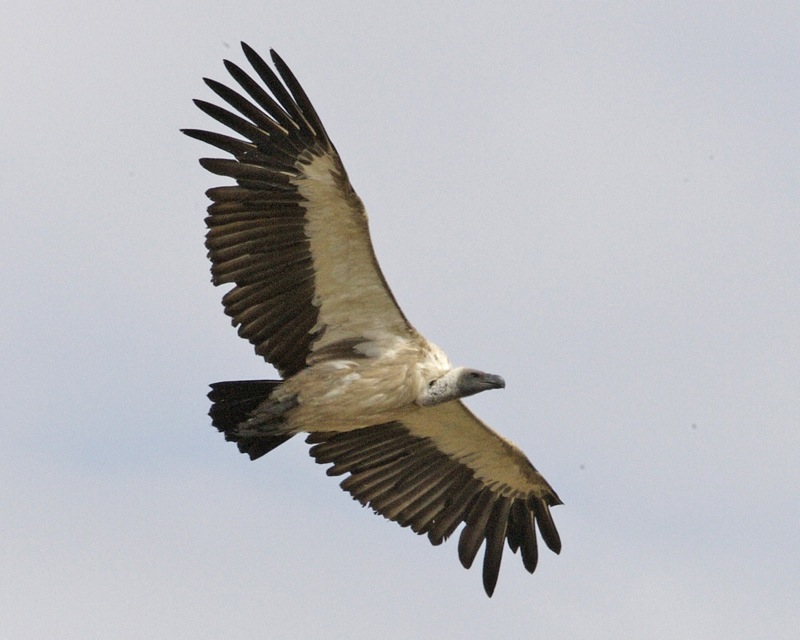 African_white-backed_vulture_(Gyps_africanus)_flight_-_Flickr_-_Lip_Kee