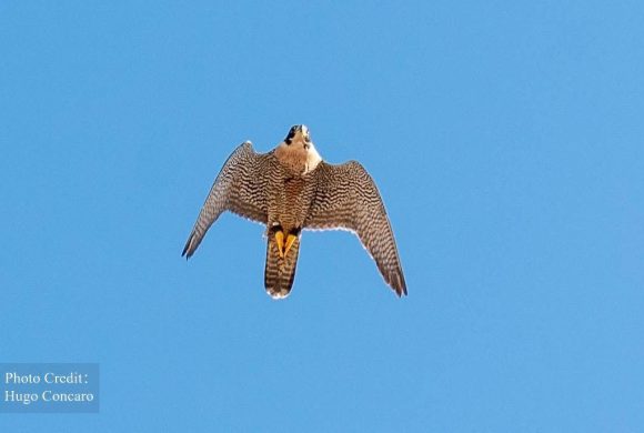 Strengthening the Scientific Dialogue on the Peregrine Falcon