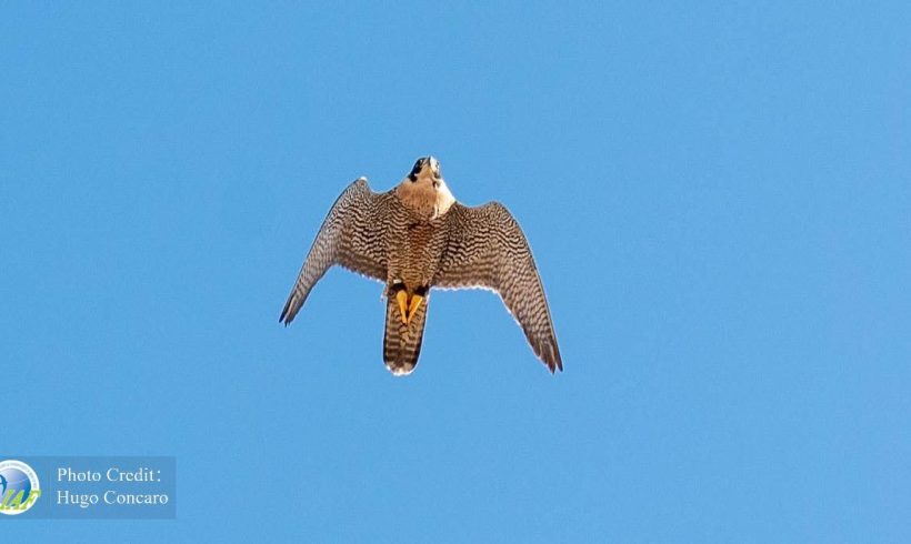 Strengthening the Scientific Dialogue on the Peregrine Falcon